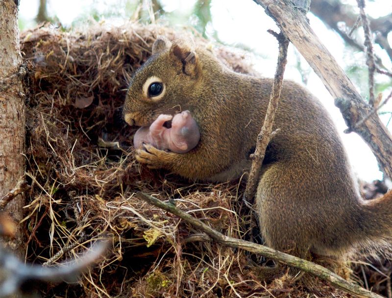 Squirrel Winter Homes