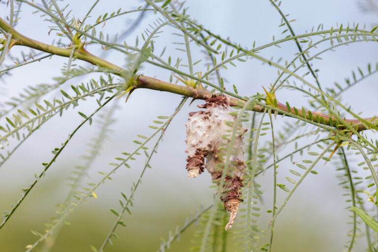 tree (featured image)