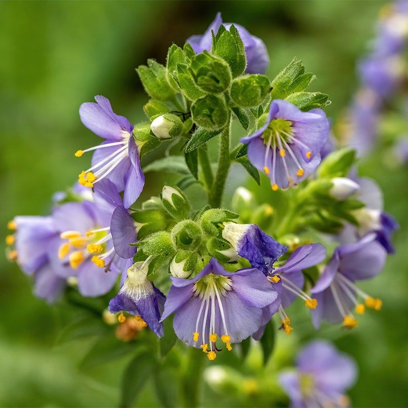 Jacob's Ladder: Delicate Beauty for Partial Shade