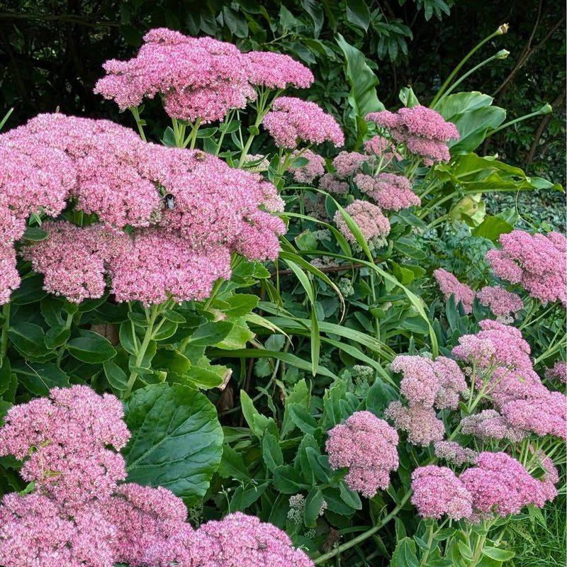 Sedum (Stonecrop)