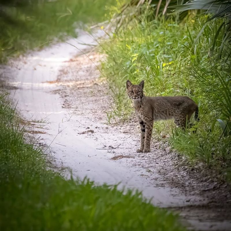 Bobcats