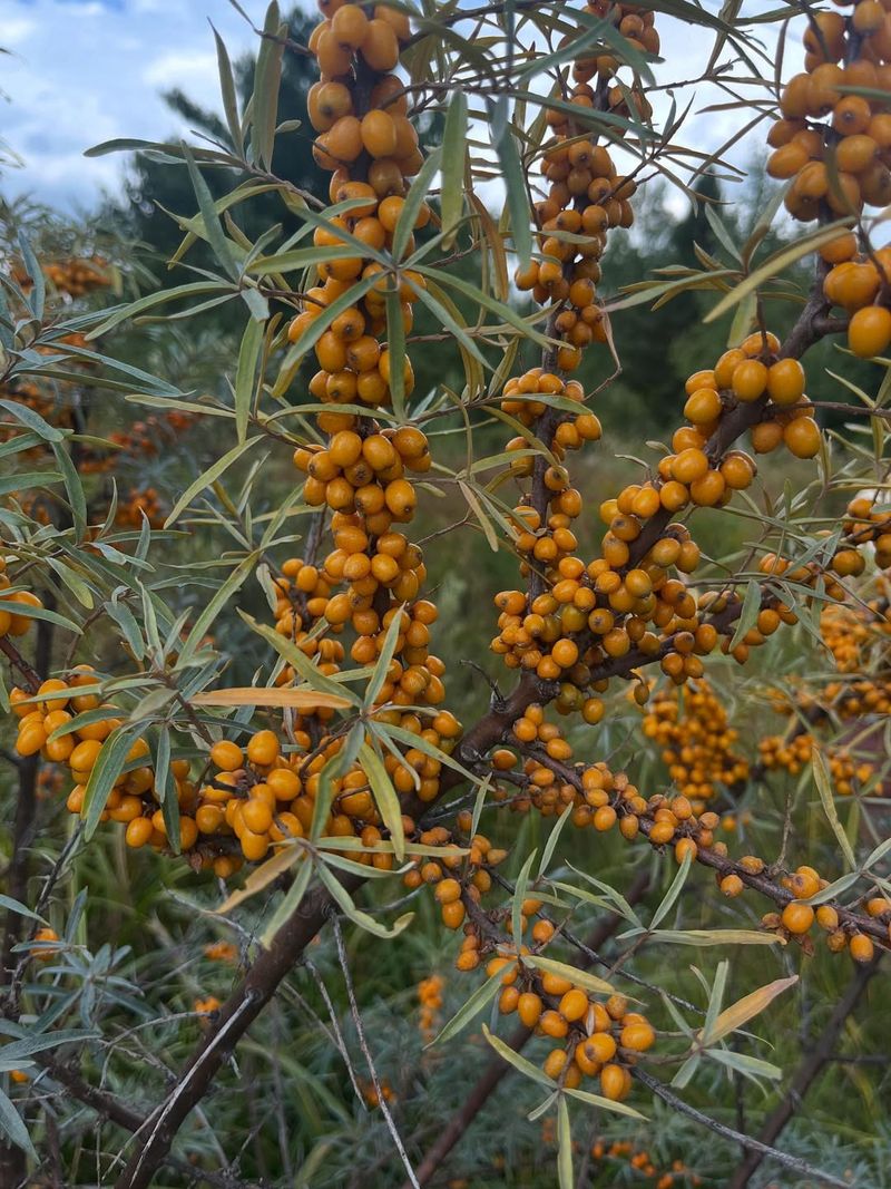Sea Buckthorn