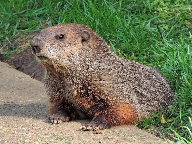Groundhog (Woodchuck)