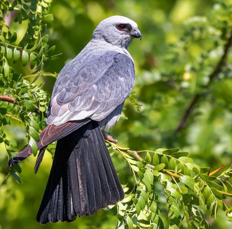 Mississippi Kites