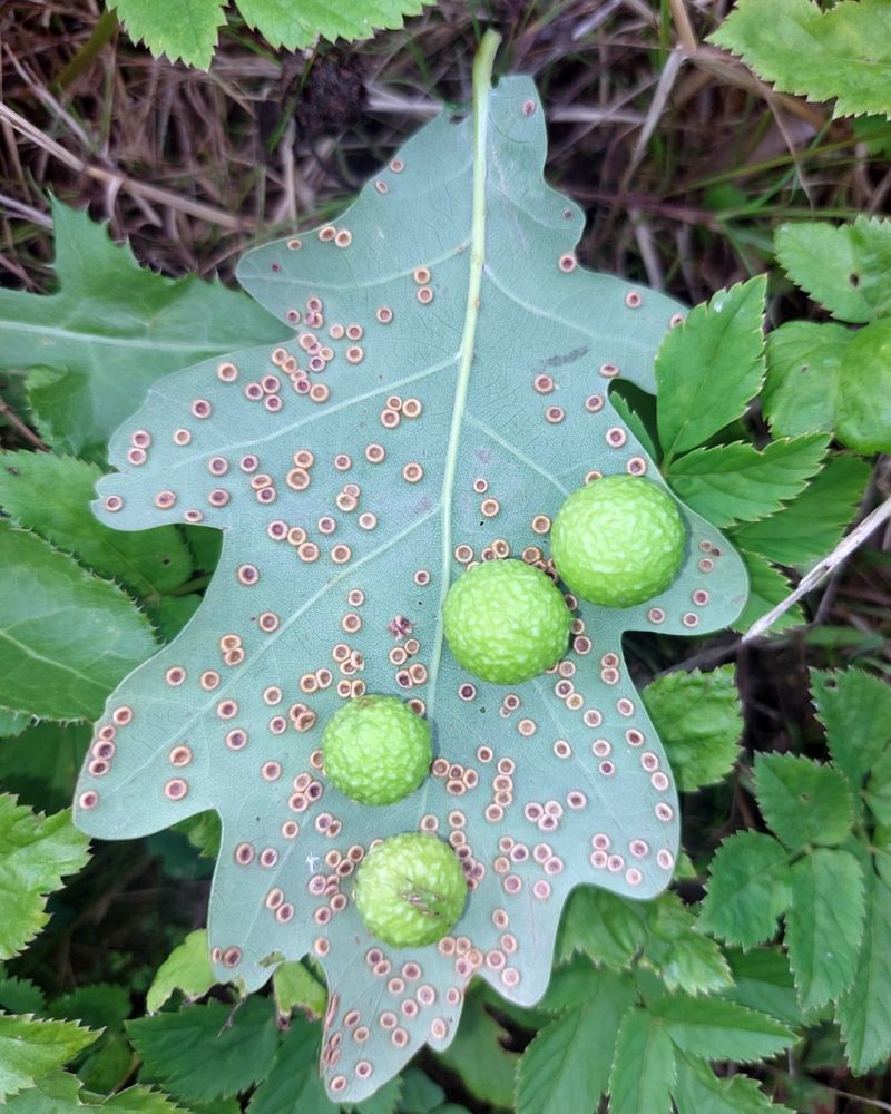Oak Leaf Galls Created By Tiny Wasps