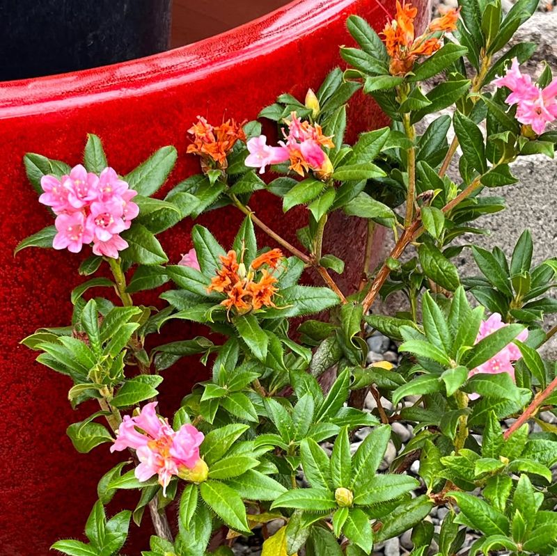 Container Care
