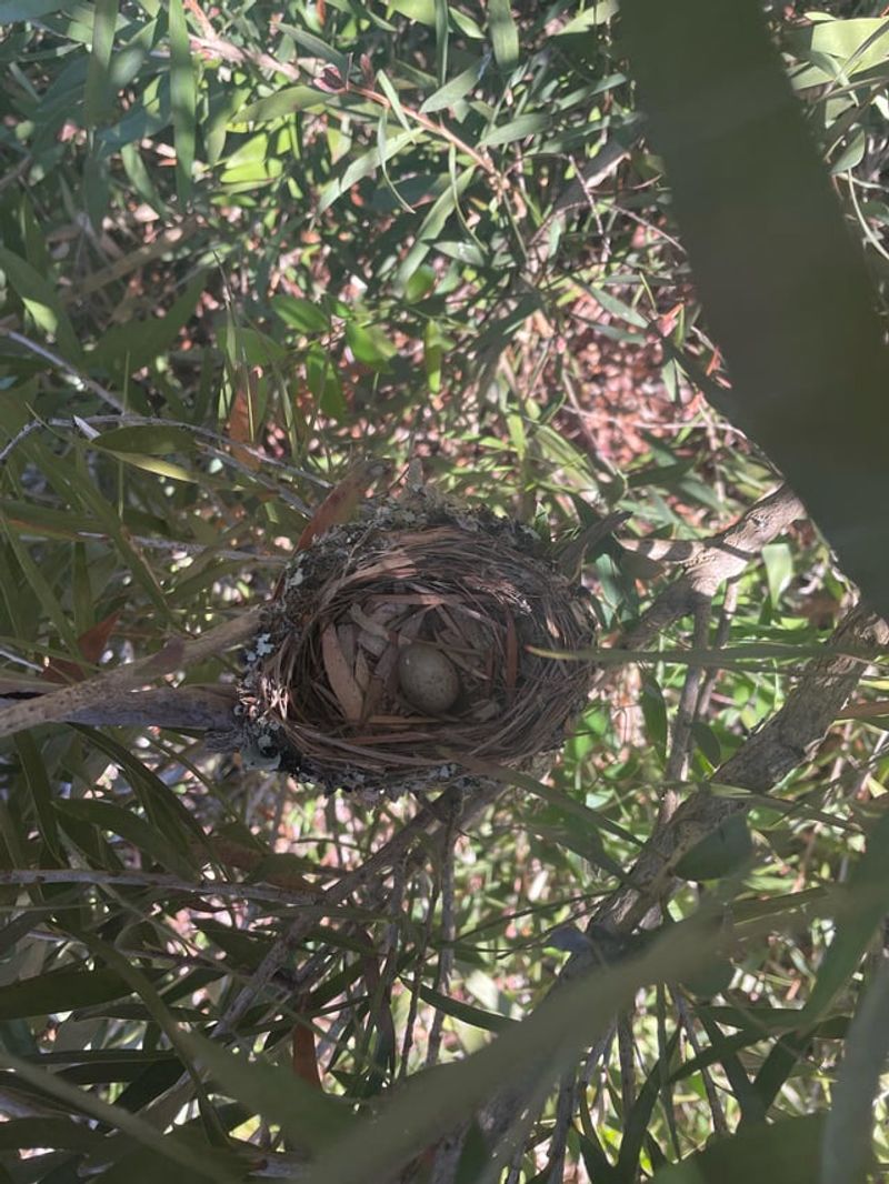 Abandoned Bird Nests Get Leaf Makeovers