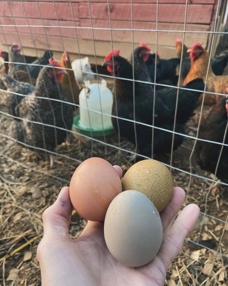 Nesting Box Fillers