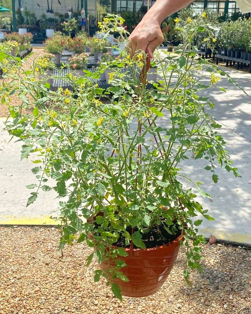 Florida Basket Hanging Variety