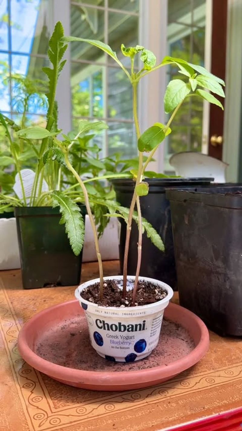 Yogurt Cups For Starting Seeds Indoors