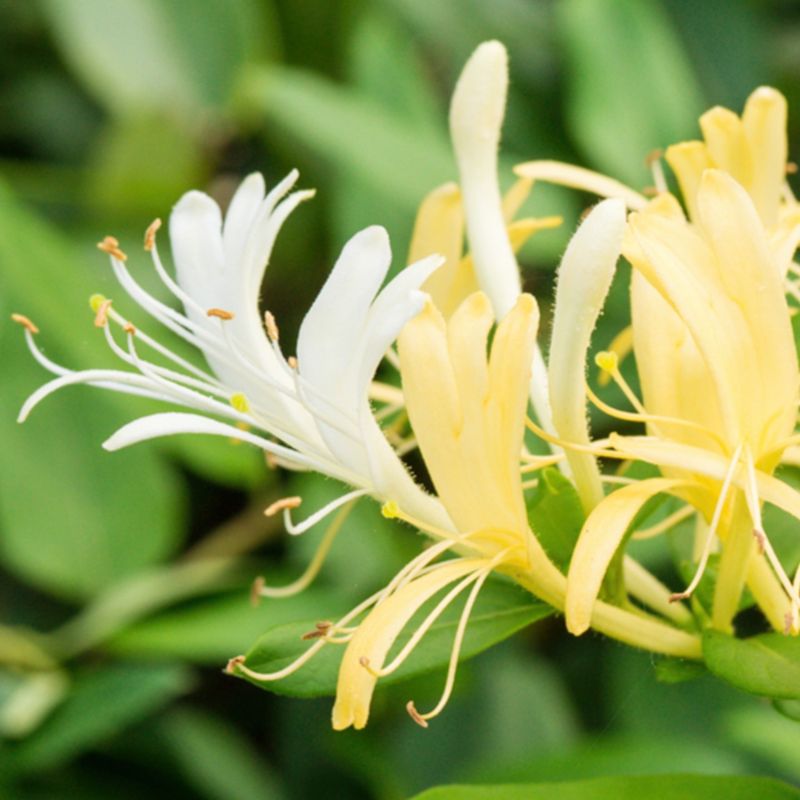 Japanese Honeysuckle