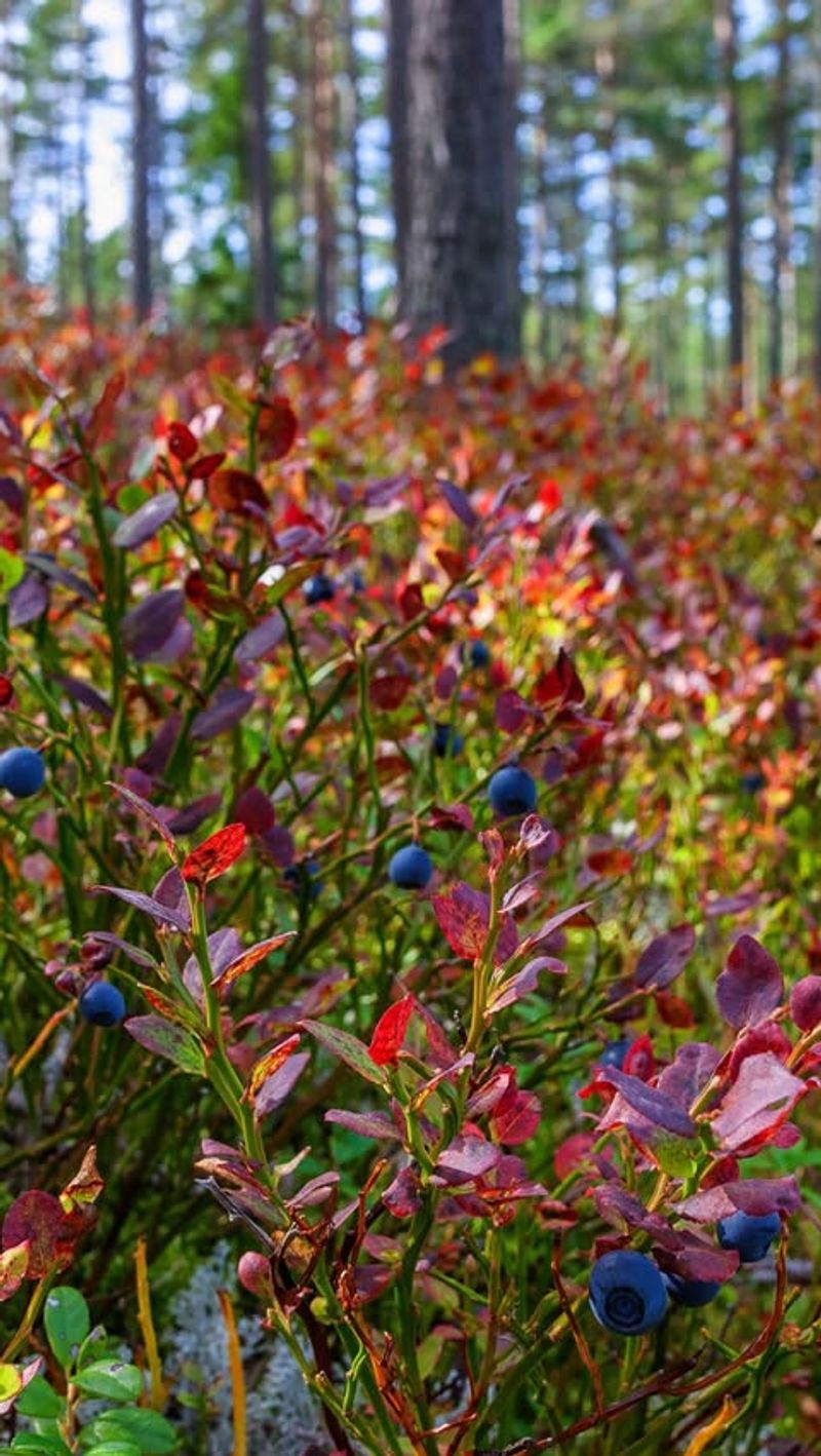 Blueberry Shrubs