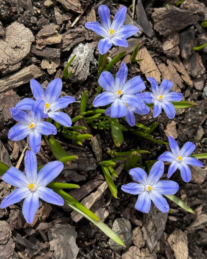 Glory-Of-The-Snow (Chionodoxa)