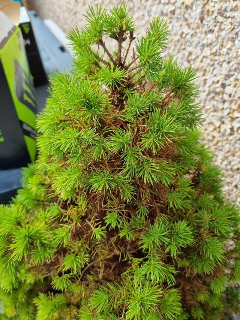 Natural Needle Drop