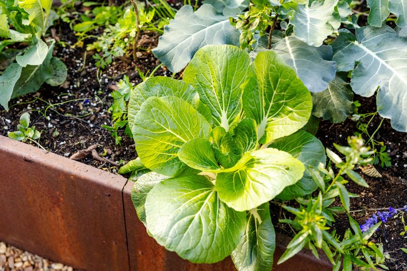 Kohlrabi Survives Tennessee Winters
