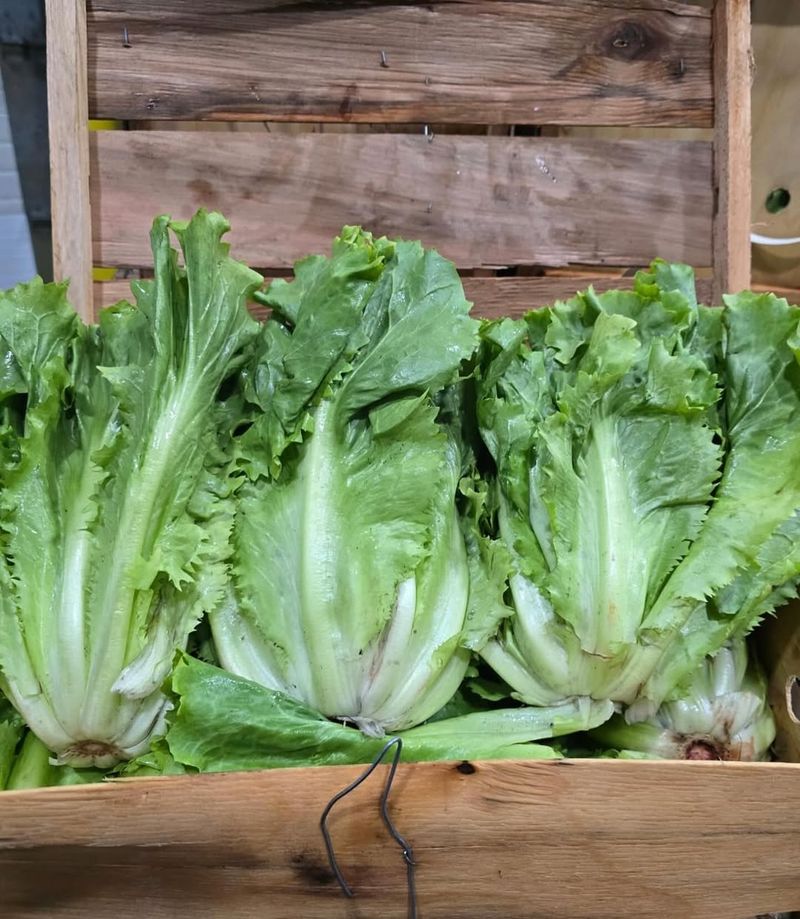 Endive and Escarole