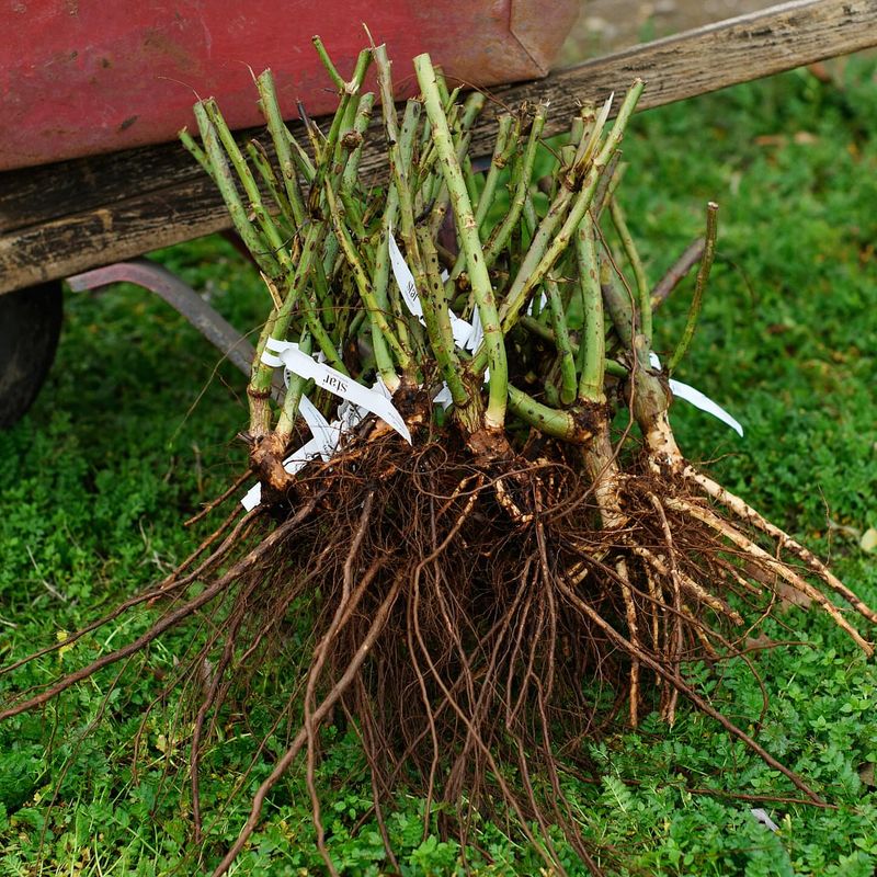 Root Development Happens Before Spring Growth
