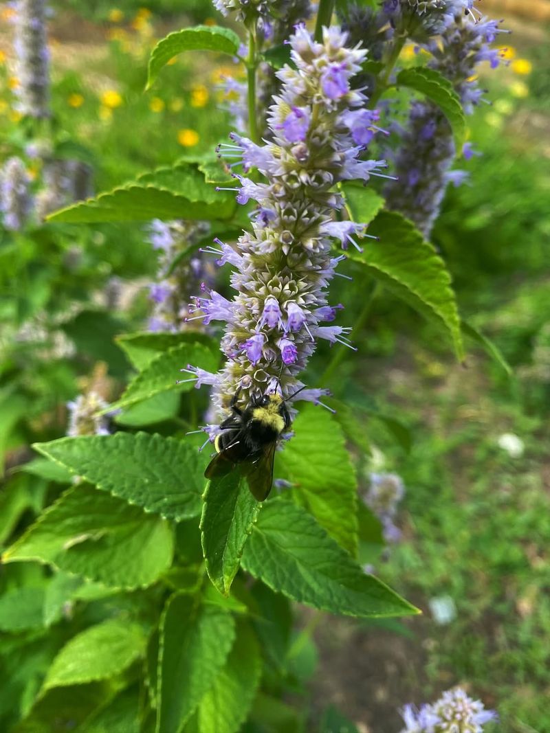 Hyssop