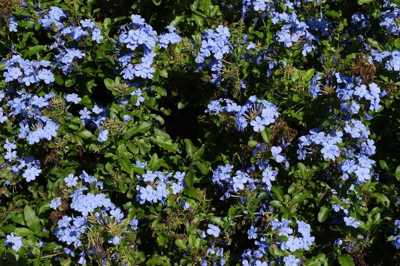 Plumbago (Ceratostigma plumbaginoides)