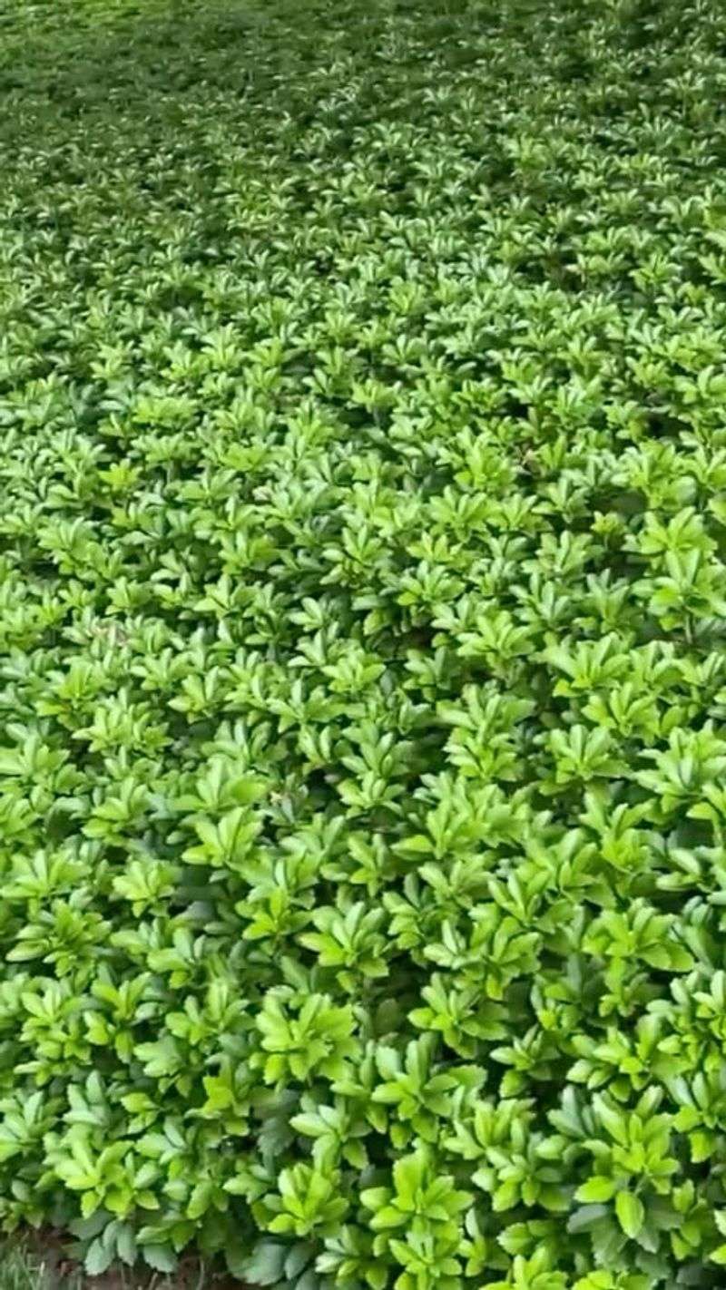Pachysandra