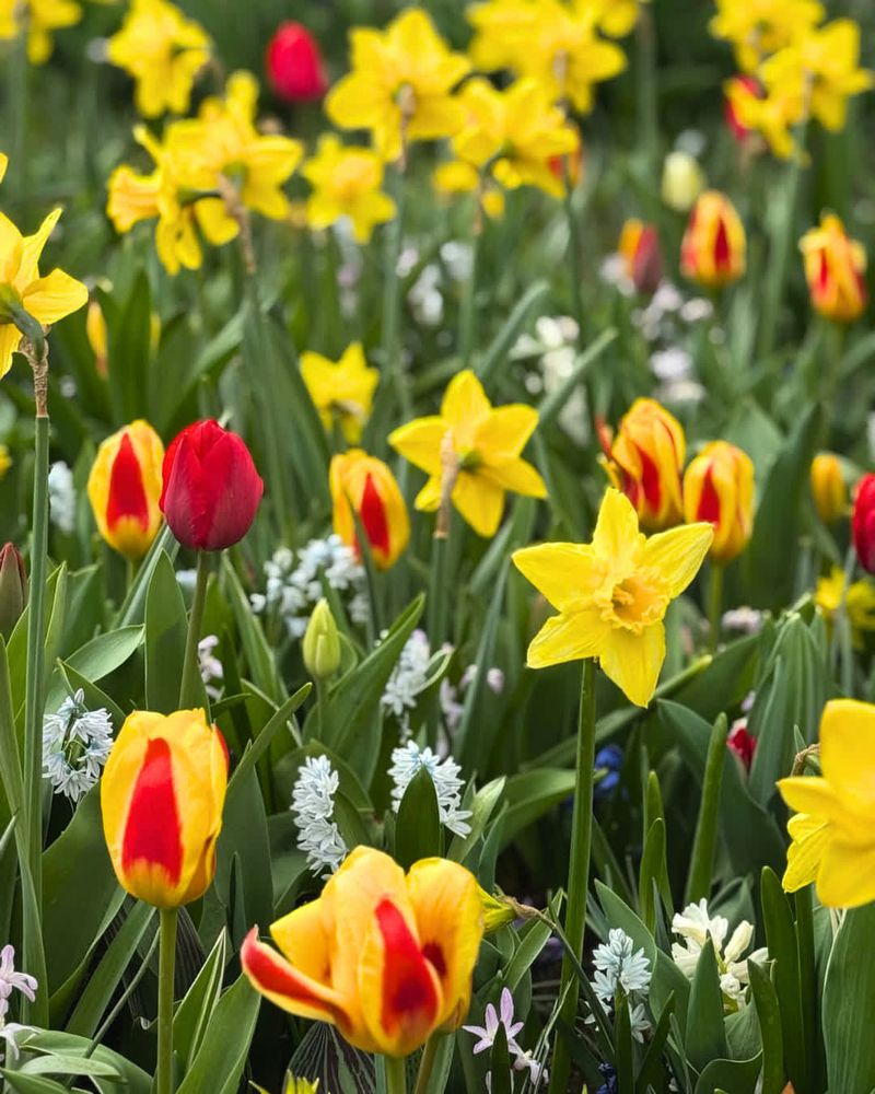 Plant Spring-Blooming Bulbs