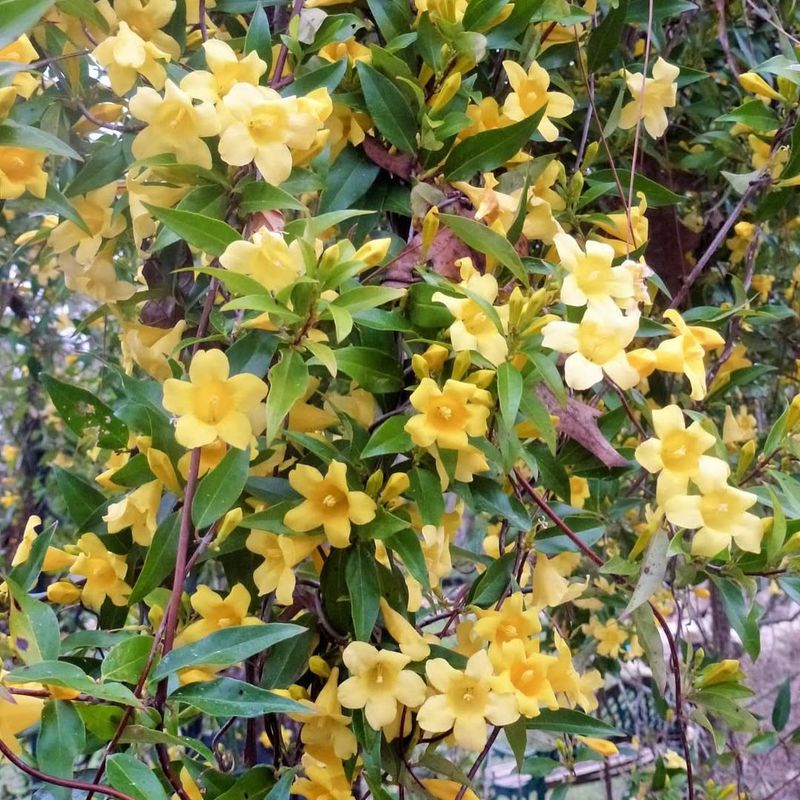 Carolina Jessamine (Gelsemium sempervirens)