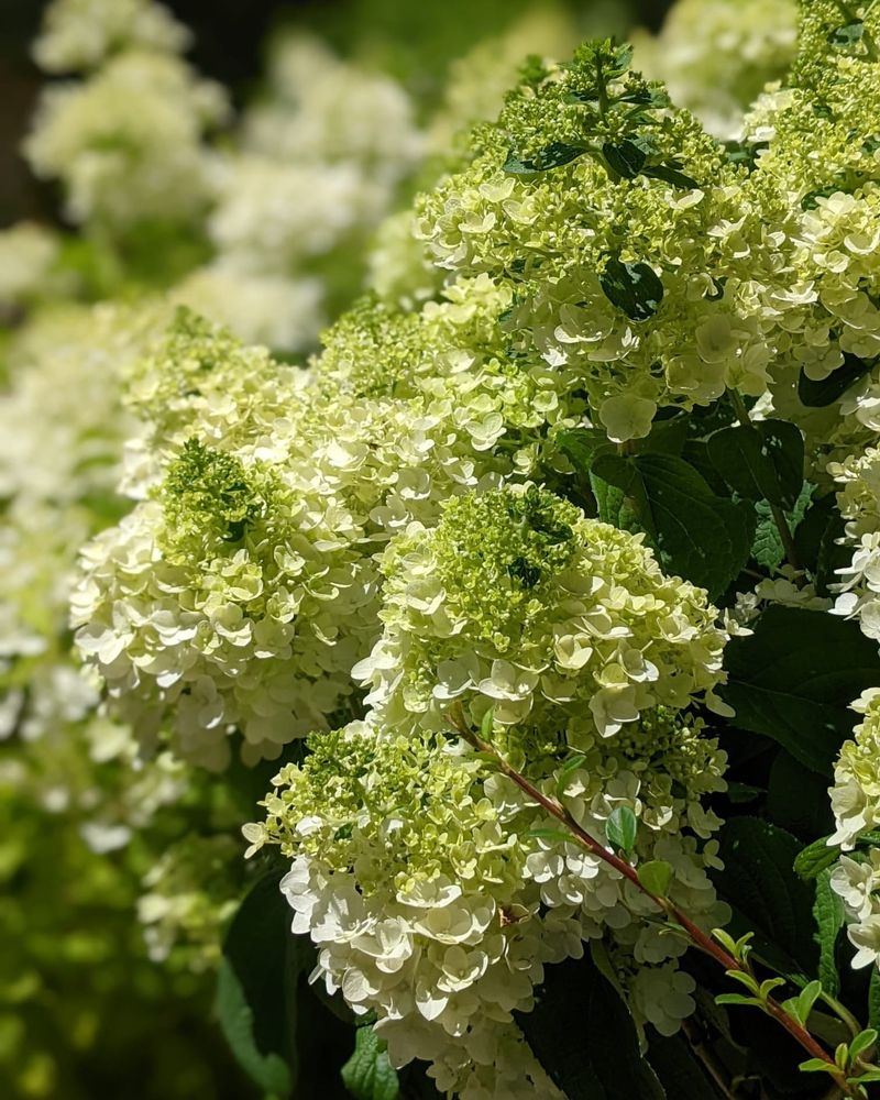 Hydrangeas