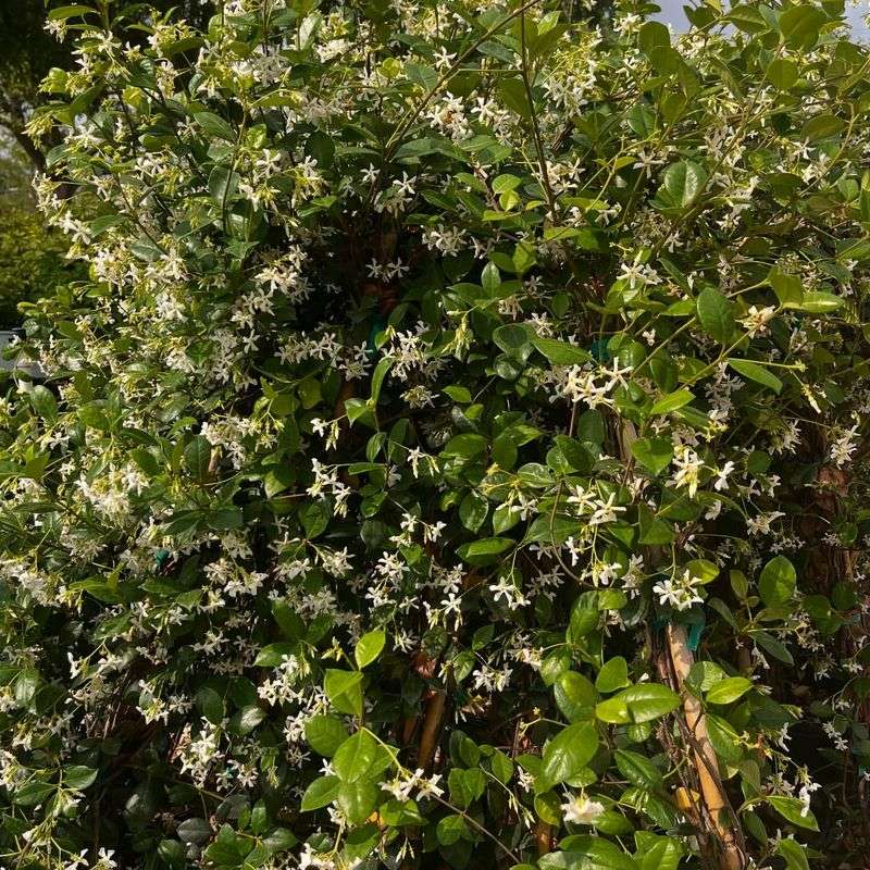 Confederate Jasmine: Sweetly Scented Evergreen