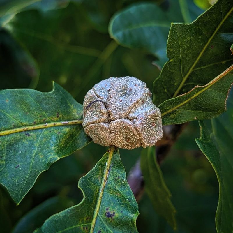 Leaf Galls Form From Insect Activity