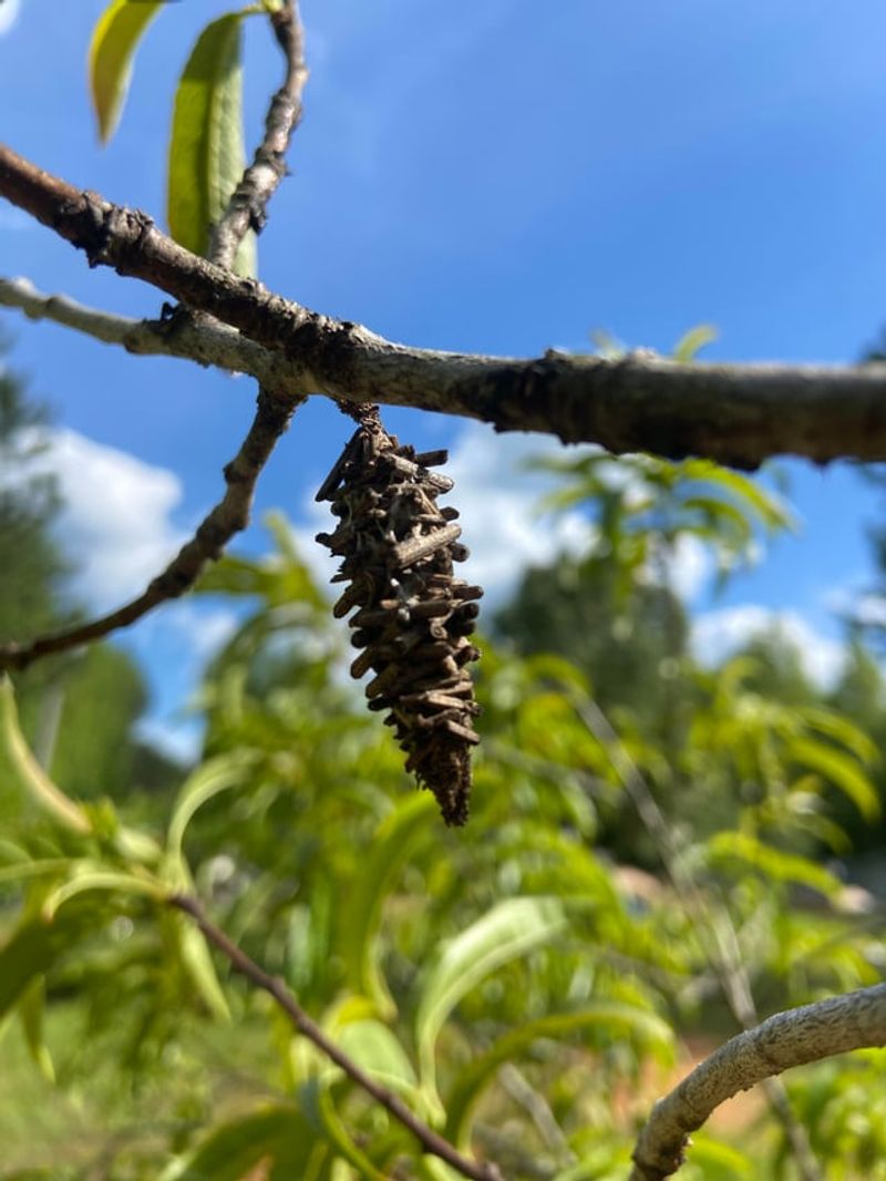Bagworm Cases Dangle Like Tiny Ornaments
