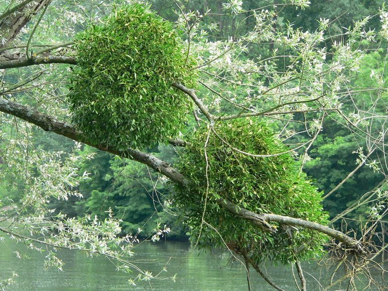 Mistletoe Clumps Masquerade As Leaf Balls