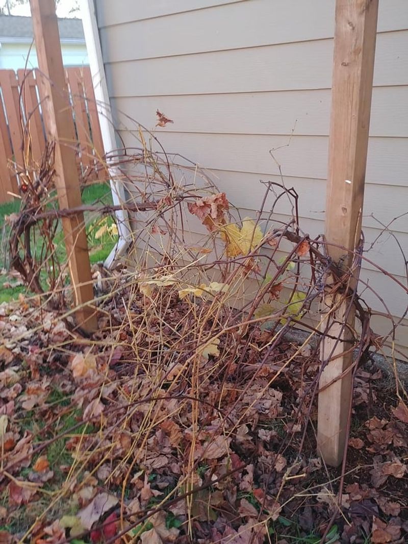 Grapevine Tangles