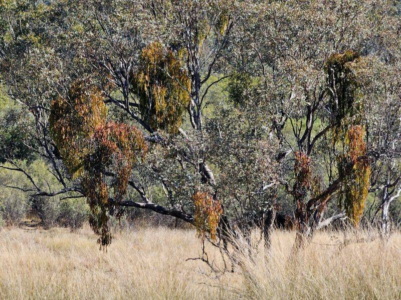 Mistletoe Infestations Taking Hold