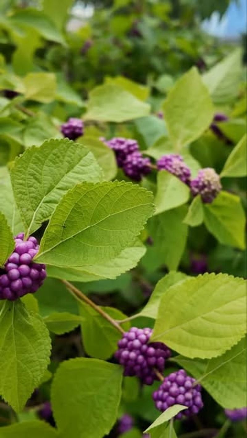 Beautyberry