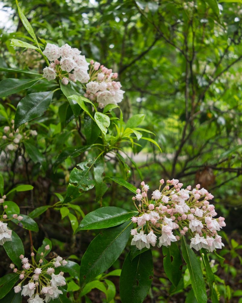 Mountain Laurel