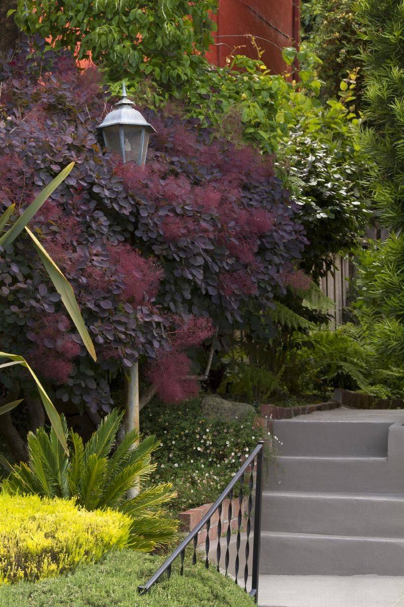 Smoketree Adding Dramatic Shades