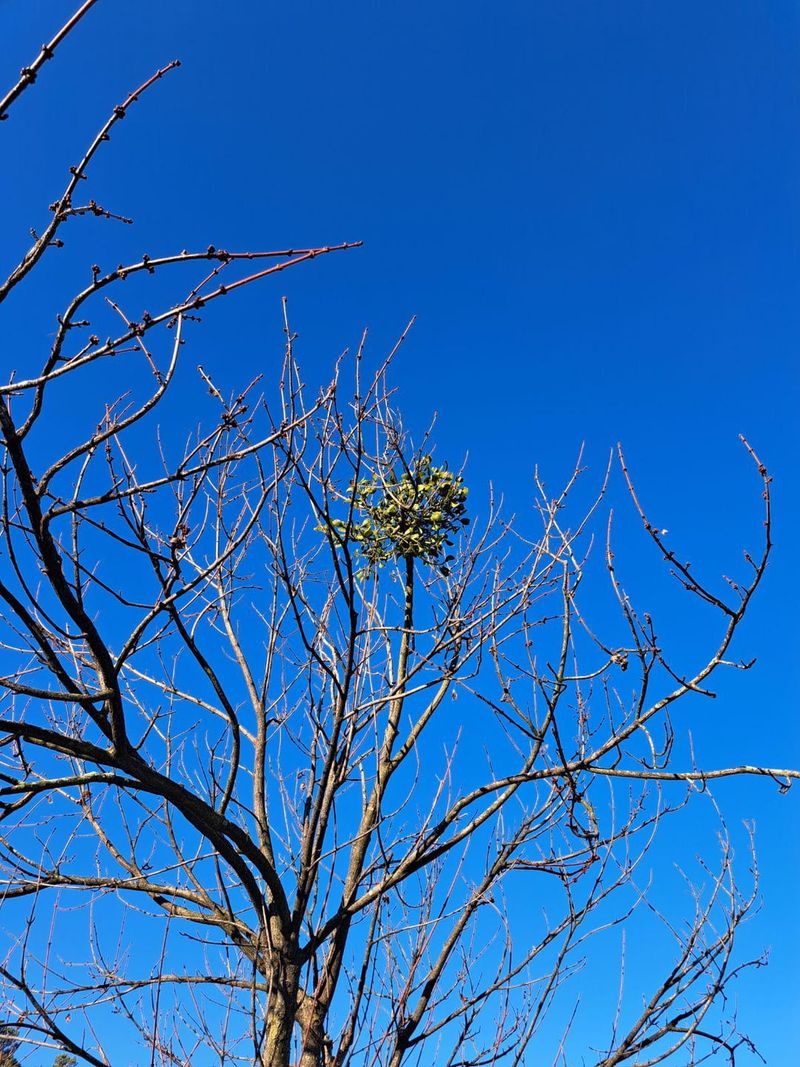 Mistletoe Clumps