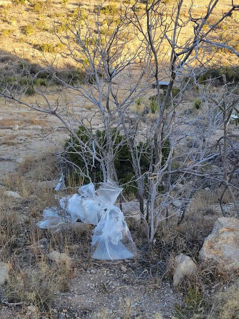 Plastic Bags Caught in Branches