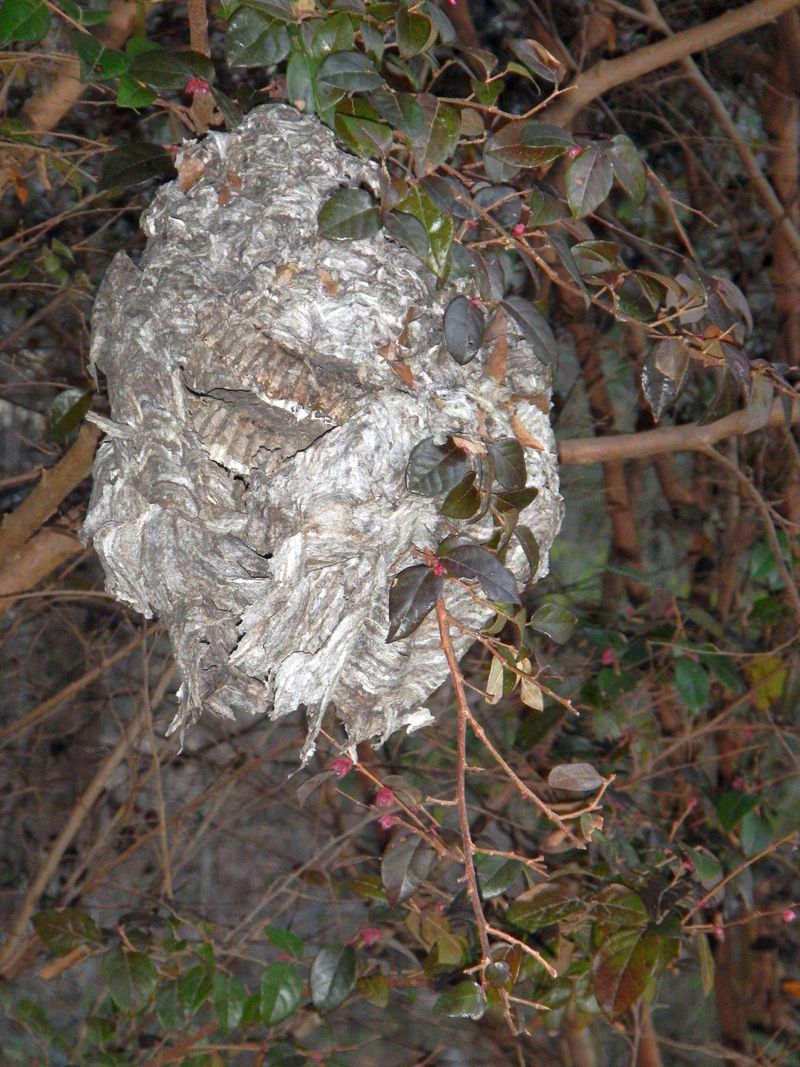 Abandoned Wasp Nests Resemble Leaves