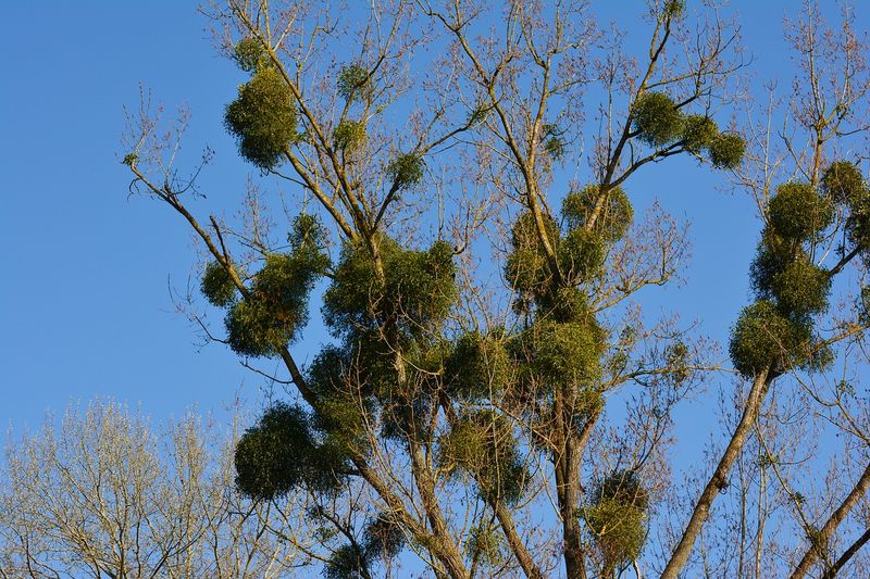 Mistletoe Clumps Aren't Just Holiday Decorations