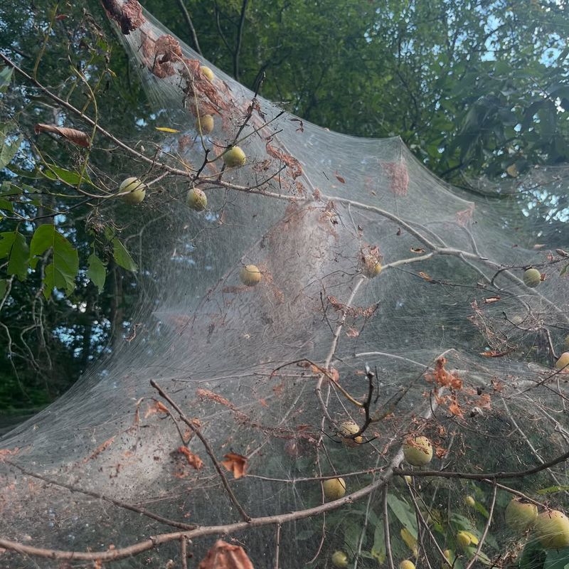 Webworms Spin Silky Tents