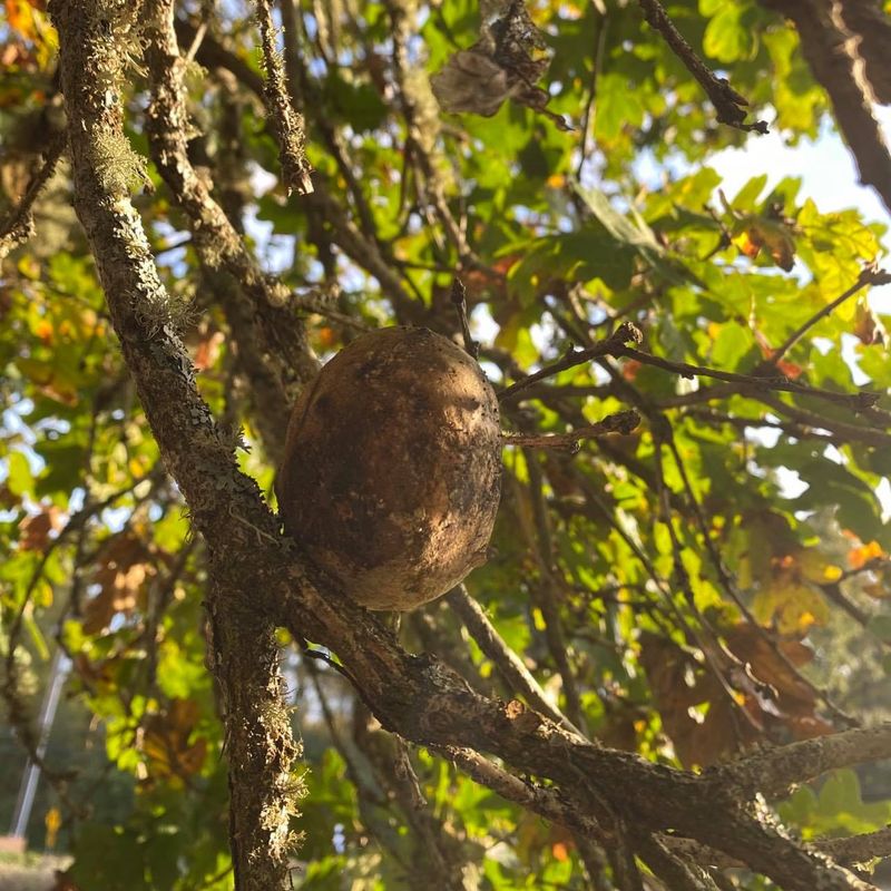 Galls Form When Insects Lay Eggs