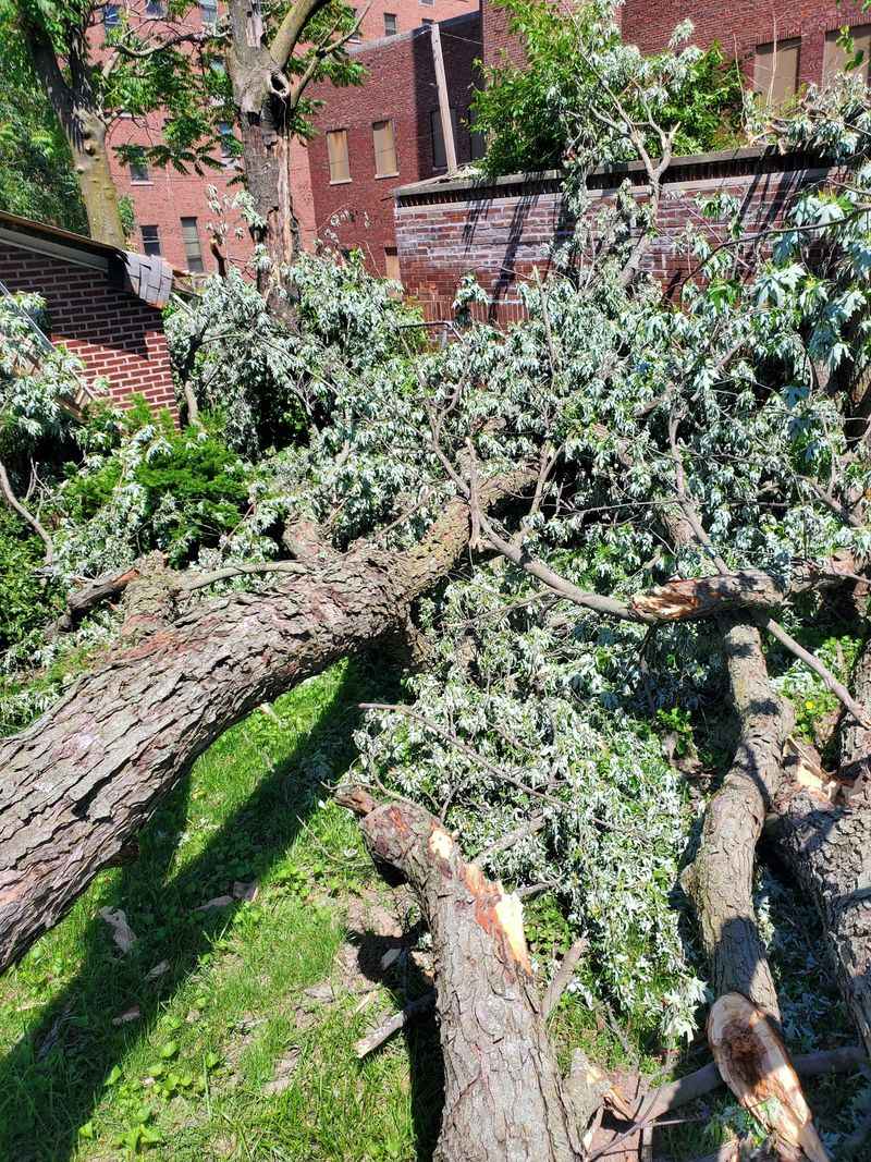 Wind-Blown Debris Gets Stuck Naturally
