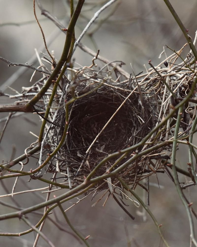 Abandoned Hawk Or Owl Nest