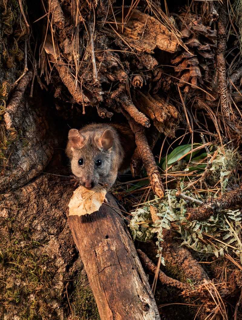 Pack Rat Nests Hide In Branches