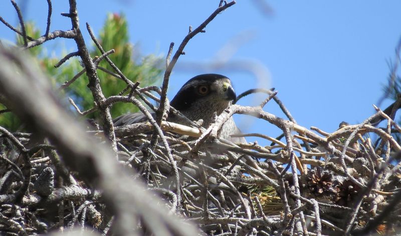 Abandoned Hawk Or Crow Nests