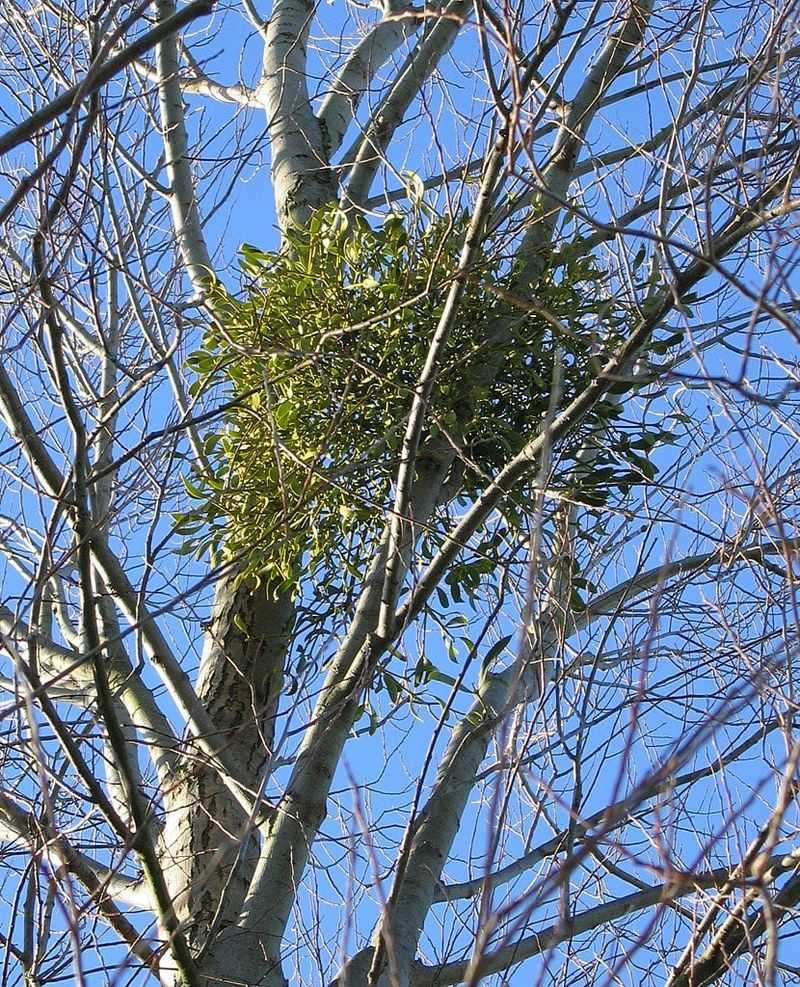 Mistletoe Bunches Mimic Leafy Nests