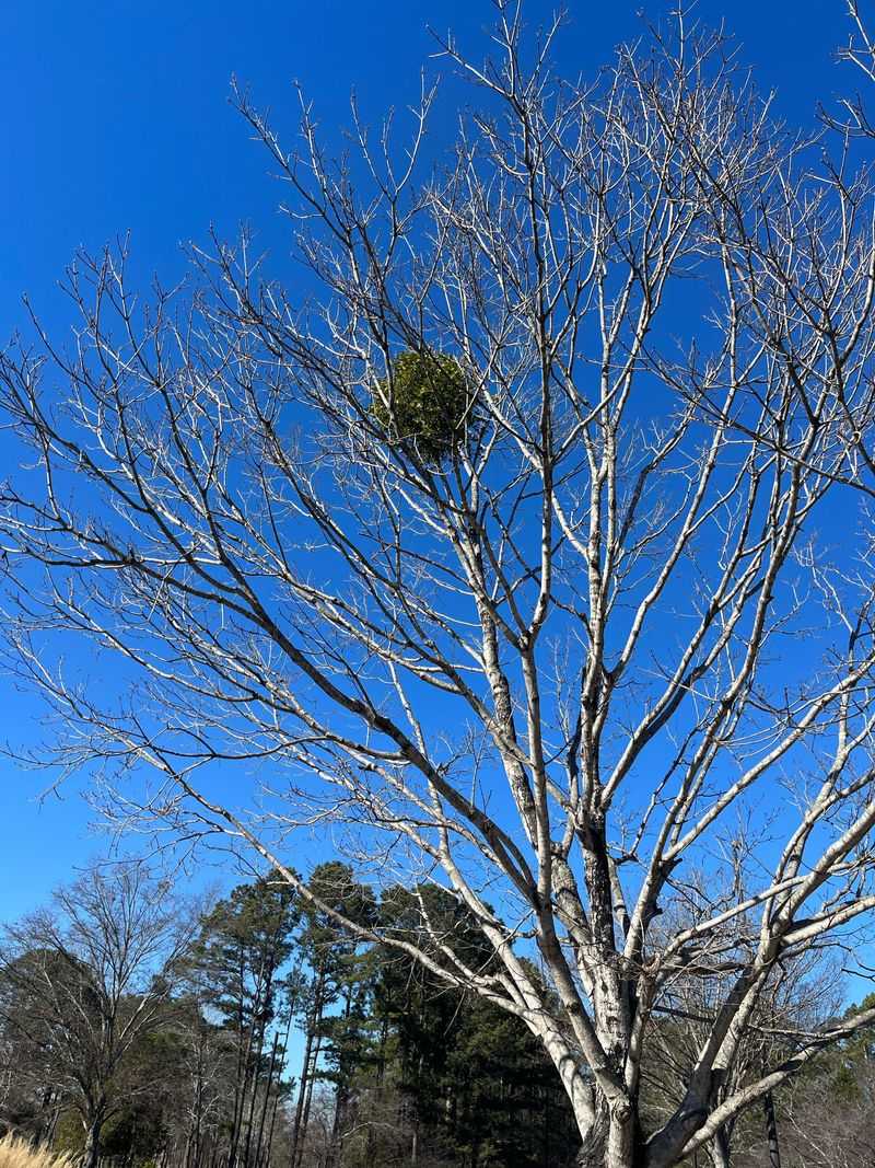 Mistletoe Clumps Fool Many Observers
