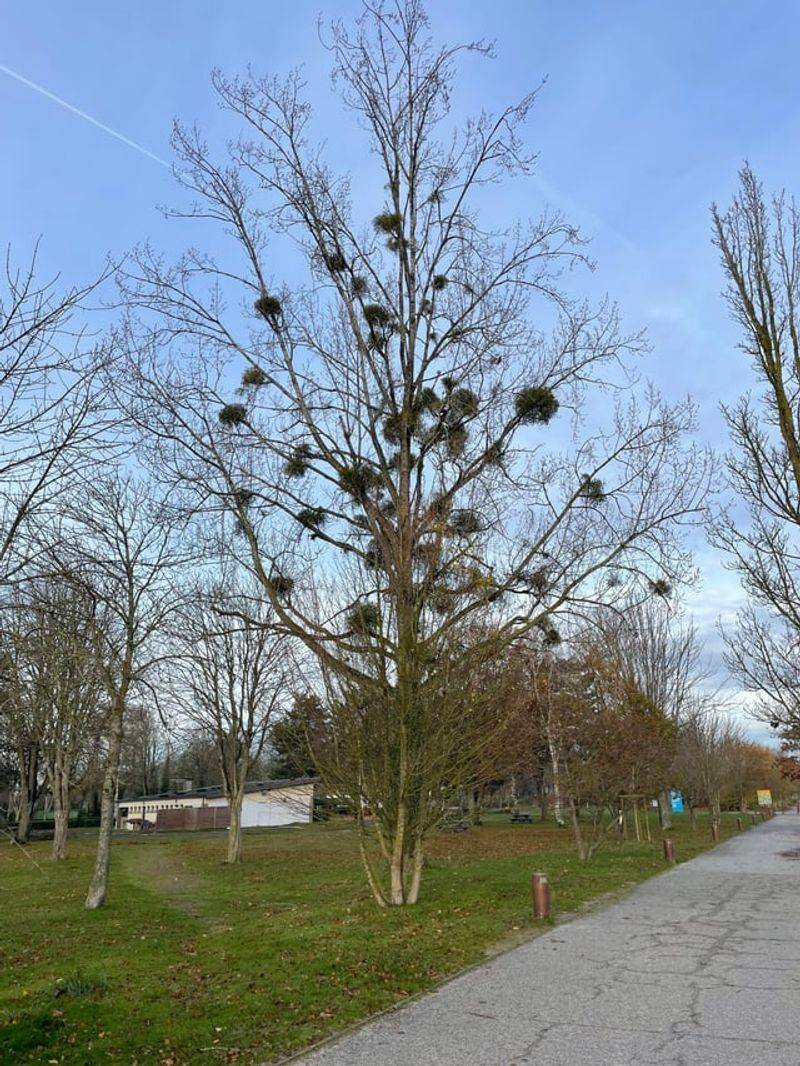 Mistletoe Clumps
