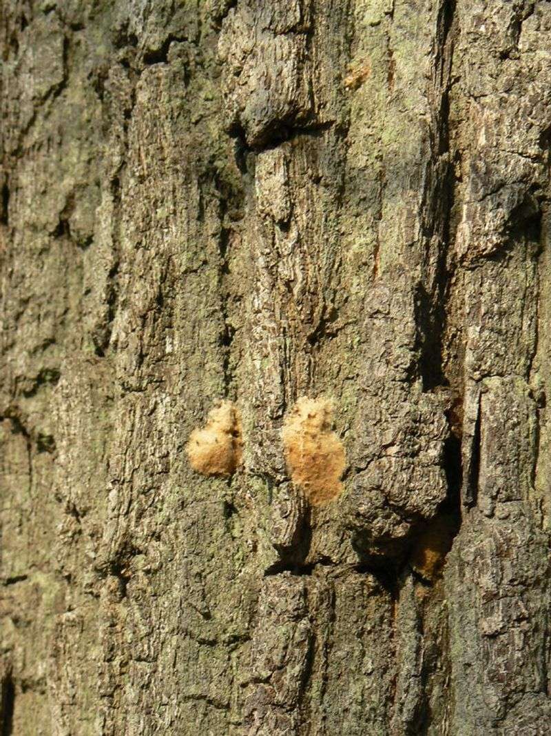 Gypsy Moth Egg Masses Waiting